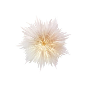 starlightz Leuchtstern - STELLA MAGNOLIA - Snowflake...