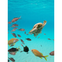 Bon Ton Toys - Plüschtier / Stofftier - WWF Edition - Turtle / Schildkröte 18cm